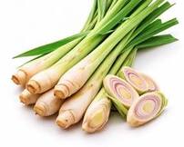 Category Image for Category Herbs