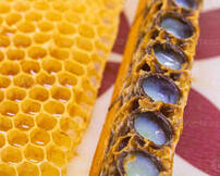 Category Image for Category Bee Pollen Caps & Tabs