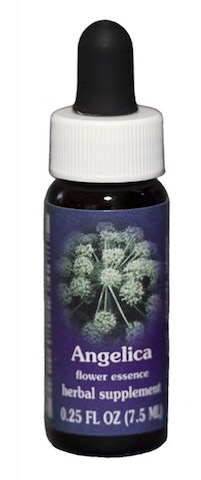 Image of Flower Essence Angelica Dropper